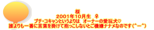 桜 ２００１年１０月生　♀ プチ・コキャンというよりは　オーナーの愛玩犬♡ 誰よりも一番に言葉を掛けて抱っこしないとご機嫌ナナメなのです（＾－＾）